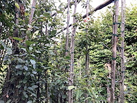 Amelanchier lamarckii (4) - afbeelding 3 van  4