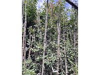 Amelanchier lamarckii (4) - afbeelding 4 van  4