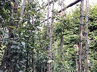 Amelanchier lamarckii (4) - afbeelding 3 van  4