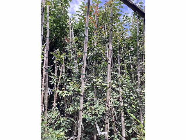Amelanchier lamarckii (4) - afbeelding 4 van  4