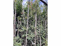 Amelanchier lamarckii (4) - afbeelding 4 van  4