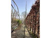 Amelancier lamarckii - afbeelding 2 van  2