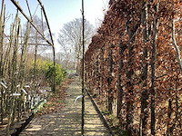 Amelancier lamarckii - afbeelding 1 van  2