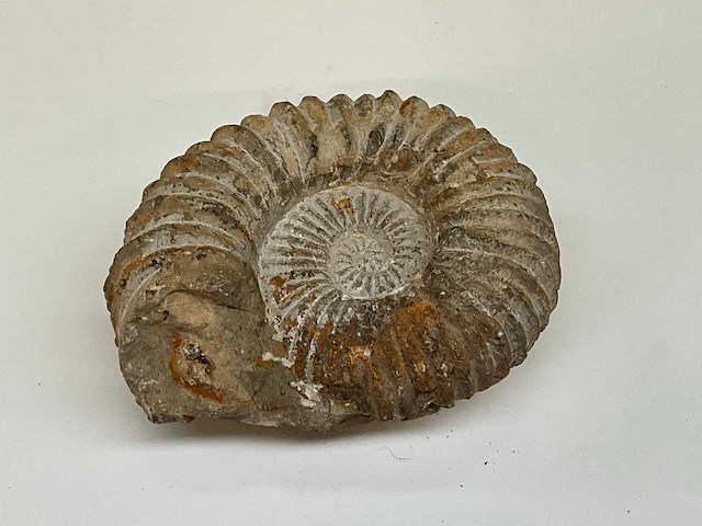 Ammoniet fossiel - afbeelding 2 van  7