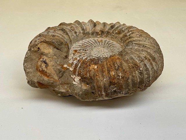 Ammoniet fossiel - afbeelding 3 van  7