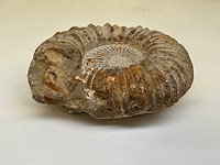 Ammoniet fossiel - afbeelding 3 van  7