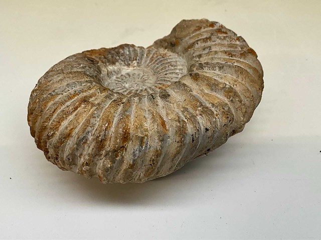 Ammoniet fossiel - afbeelding 4 van  7