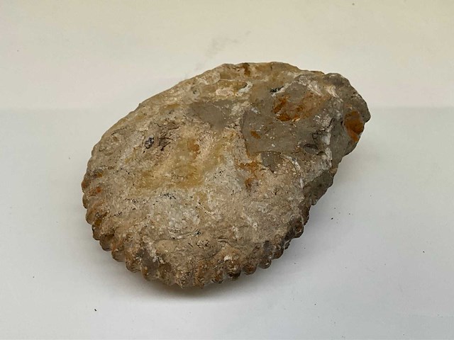 Ammoniet fossiel - afbeelding 5 van  7