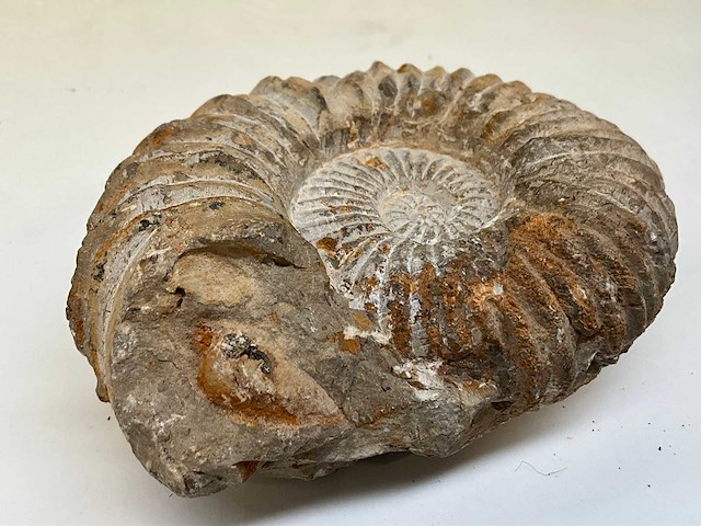 Ammoniet fossiel - afbeelding 6 van  7