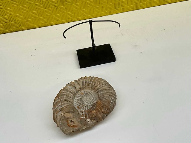 Ammoniet fossiel - afbeelding 7 van  7