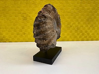 Ammoniet fossiel - afbeelding 2 van  8