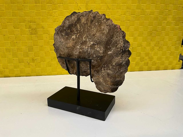 Ammoniet fossiel - afbeelding 3 van  8