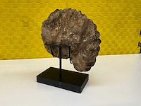 Ammoniet fossiel - afbeelding 3 van  8