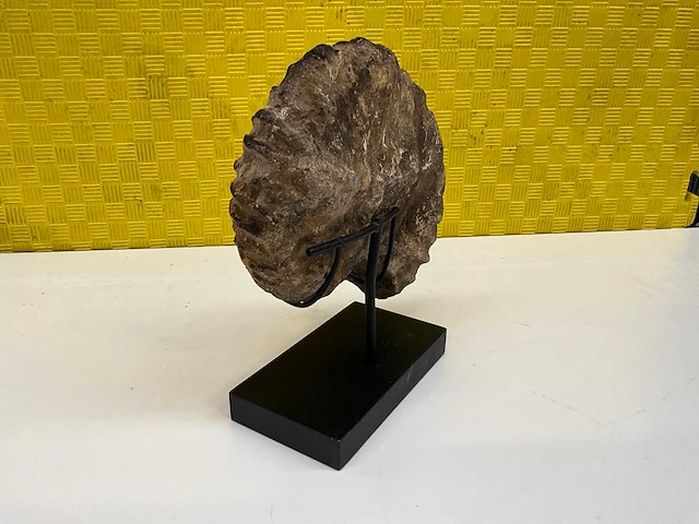 Ammoniet fossiel - afbeelding 4 van  8