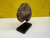 Ammoniet fossiel - afbeelding 4 van  8