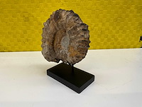 Ammoniet fossiel - afbeelding 5 van  8