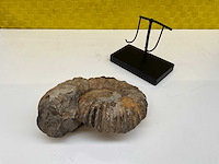 Ammoniet fossiel - afbeelding 6 van  8
