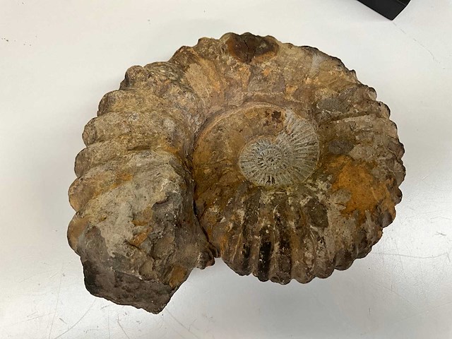 Ammoniet fossiel - afbeelding 7 van  8