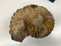 Ammoniet fossiel - afbeelding 7 van  8