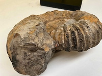 Ammoniet fossiel - afbeelding 8 van  8