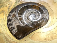 An exceptional ammonite-shaped coffee table by marc dhaenens, etched brass tabletop with a workd-in fossilised ammonite 38 x 129 x 104 cm. (14.96 x 50.78 x 40.93 in.) - afbeelding 2 van  10