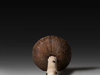 An ivory shibayama inlaid sculpture of a mushroom with a phallus as the stem, signed with faux japanese characters, 19thc, h 10 cm - w 6 cm - d 5,5 cm - 79g (+) - afbeelding 4 van  6