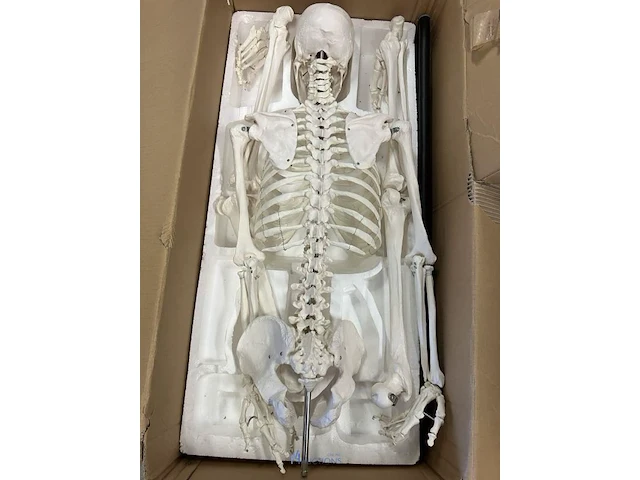 Anatomisch skelet - afbeelding 1 van  3