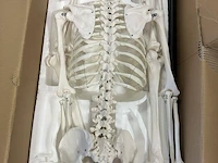 Anatomisch skelet