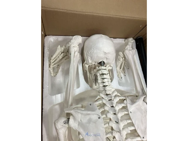Anatomisch skelet - afbeelding 2 van  3