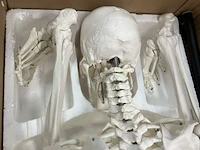 Anatomisch skelet - afbeelding 2 van  3