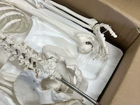 Anatomisch skelet - afbeelding 3 van  3