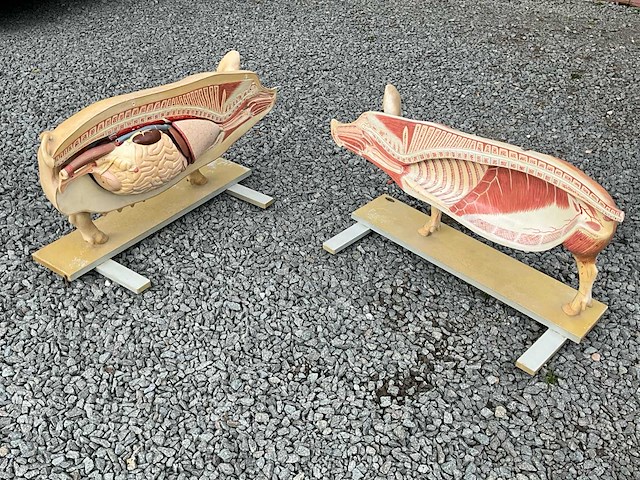 Anatomische onderwijsmodellen van een varken - afbeelding 6 van  6