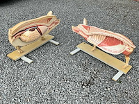 Anatomische onderwijsmodellen van een varken - afbeelding 6 van  6
