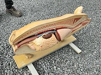 Anatomische onderwijsmodellen van een varken - afbeelding 4 van  6
