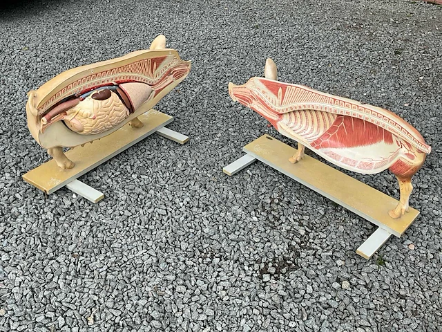 Anatomische onderwijsmodellen van een varken - afbeelding 6 van  6