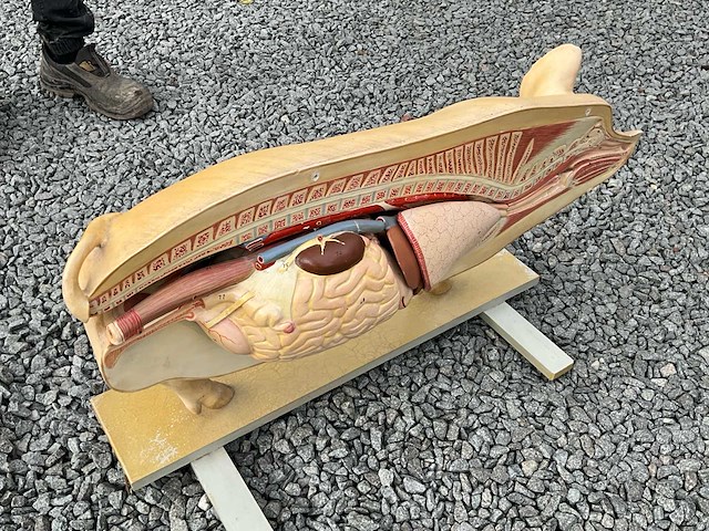 Anatomische onderwijsmodellen van een varken - afbeelding 4 van  6