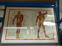 Anatomische poster in kader - afbeelding 1 van  3