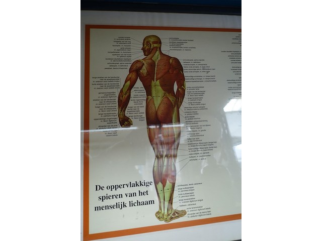 Anatomische poster in kader - afbeelding 2 van  3