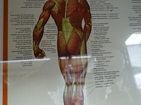 Anatomische poster in kader - afbeelding 2 van  3