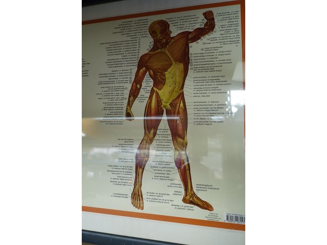 Anatomische poster in kader - afbeelding 3 van  3