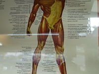 Anatomische poster in kader - afbeelding 3 van  3
