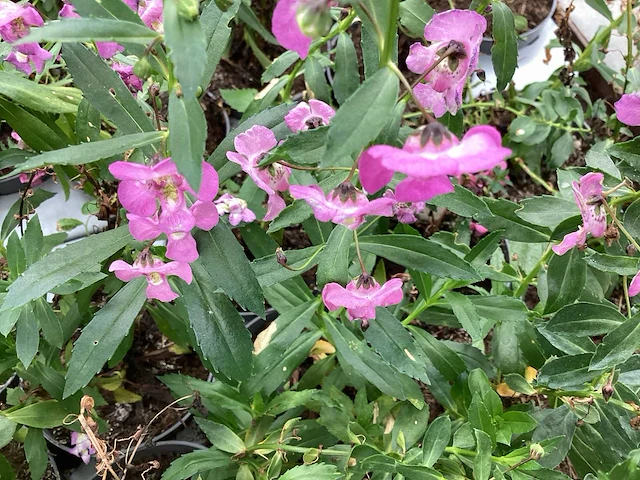 Angelonia(100) - afbeelding 1 van  3