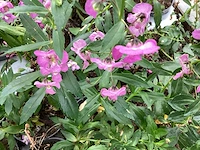 Angelonia(100)