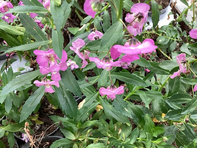 Angelonia(60x) - afbeelding 1 van  3