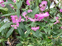 Angelonia(60x) - afbeelding 1 van  3