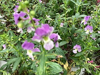 Angelonia(60x) - afbeelding 2 van  3