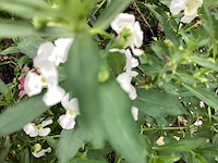Angelonia(60x) - afbeelding 3 van  3
