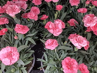 Anjers (x100) - afbeelding 2 van  3