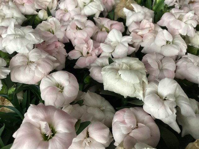 Anjers (x100) - afbeelding 3 van  3