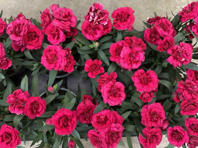 Anjers (x100) - afbeelding 1 van  3